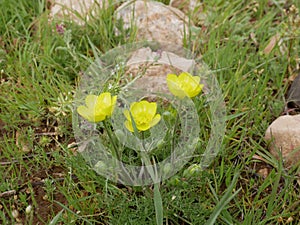 Yellow Buttercup flowers on the background of green grass and stones