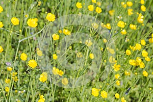 Yellow buttercup flowers blooming on mountain, crowfoot, ranunculus