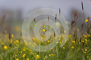 Yellow Buttercup Flowers Field on Overcast Spring Day with Foggy