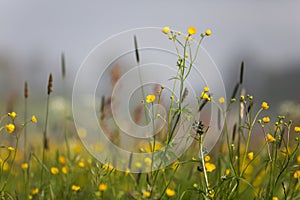 Yellow Buttercup Flowers Field on Overcast Spring Day with Foggy