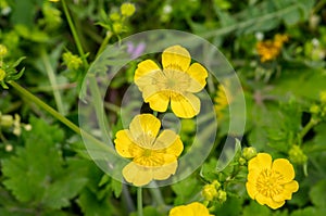 Yellow buttercup flowers in green grass