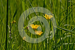 Yellow buttercup flowers and green grass, selective focus