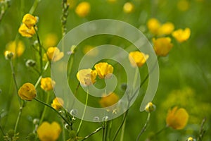 Yellow buttercup flowers in meadow amongst green grass in summer day. Background.