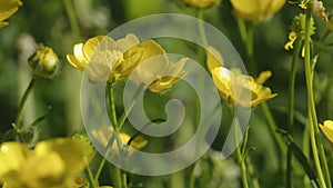 Yellow buttercup flowers in spring