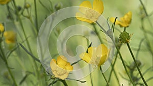 Yellow buttercup flowers in spring