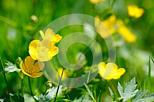 Yellow buttercup in green grass