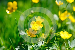 Yellow buttercup in green grass