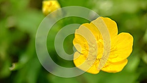 Yellow buttercup on a green grass background