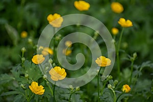 Yellow Buttercup Ranunculus Flowers Blooming in Spring photo