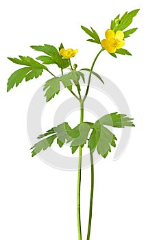 Yellow buttercup (Ranunculus repens) flowers