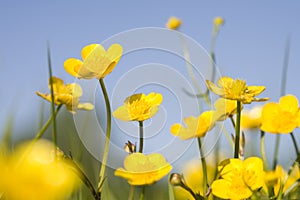 Yellow buttercups photo