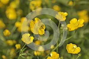 Yellow buttercups in field photo