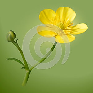 Yellow buttercups flower