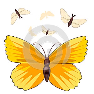 Yellow butterflies. Bright beautiful composition. Isolated object on white. Vector.