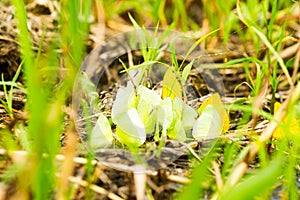 Yellow Butterflies Feeding On The Ground