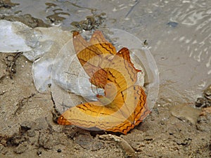 Yellow butterflies with the fish scales on sand