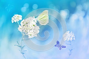Yellow butterflies on the white flower against a background of wild nature in blue tones. Artistic image.