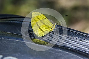 Yellow butterfly