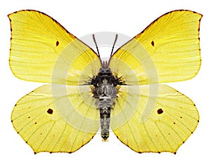 Mariposa 