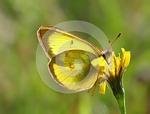 Yellow butterfly photo