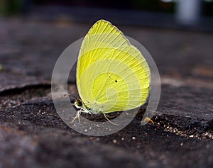 Yellow butterfly