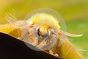 Yellow butterfly