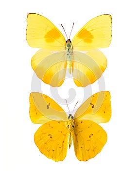 Yellow butterfly