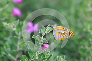 Yellow butterfly on barometer bush flower