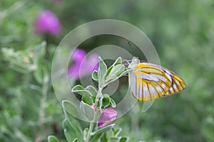 Yellow butterfly on barometer bush flower