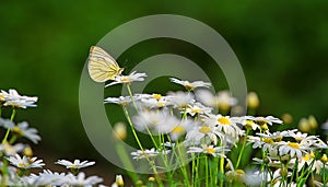 Yellow butterfly on a beautiful white flower in the morning with green nature background