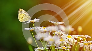 Yellow butterfly on a beautiful white flower with sunshine in the morning, Green nature background