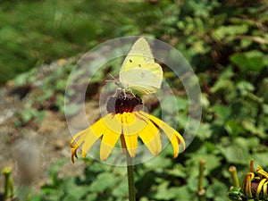 Yellow butterfly on a black-eyed Susan flower