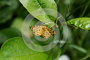 Yellow butterfly black spots on green leaf. Speckled Yellow moth - Pseudopanthera macularia, beautiful colored moth from European