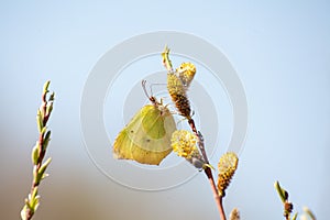 Yellow butterfly on the blossom