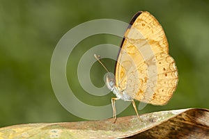 Yellow butterfly on brown leaf with green bacground macro close up detail