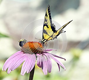 Yellow Butterfly & Bumble Bee Share Flower
