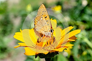 Yellow butterfly on the yellow chamomile flower