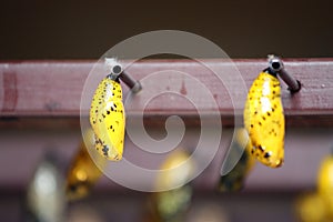 Yellow Butterfly Cocoon at a butterfly farm photo