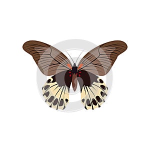 Yellow butterfly of colorful icon top view. Art butterflies isolated on white. Vector illustration