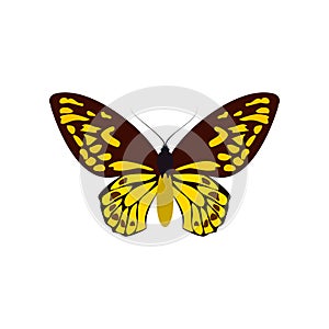 Yellow butterfly of colorful icon top view. Art butterflies isolated on white. Vector illustration