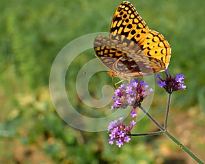 Yellow Butterfly on a Dainty Purple Flower