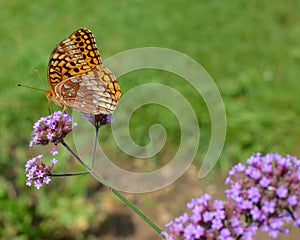 Yellow Butterfly on a Dainty Purple Flower