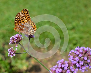 Yellow Butterfly on a Dainty Purple Flower photo