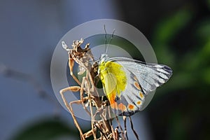 A Yellow Butterfly Delias Periboea is perched on a branch of the tree
