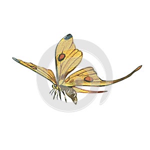 Yellow butterfly with detailed wing isolated on white background. Watercolor hand draw realistic illustration for design