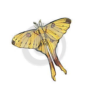 Yellow butterfly with detailed wing isolated on white background. Watercolor hand draw realistic illustration for design