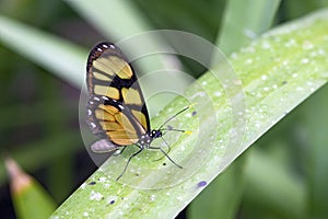 Yellow butterfly Dircenna dero on green leaf