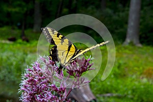 Yellow butterfly feeding on a flower photo