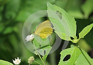 Yellow butterfly feeding nectar. Ventral view. photo