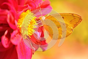 A yellow butterfly feeding on the yellow pollan.